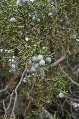 Juniper Berries A cluster of green juniper berries growin on a juniper bush