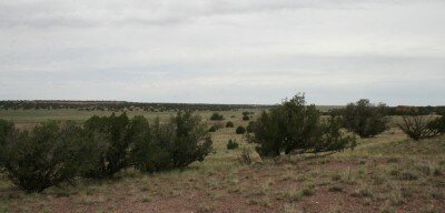 Juniper trees on the ranch A picture of several juniper trees growing on our ranch